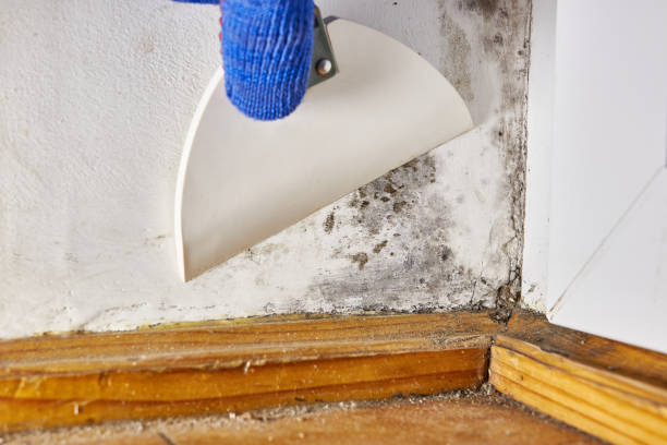 Best Real Estate Mold Inspection  in Wlowbrook, IL