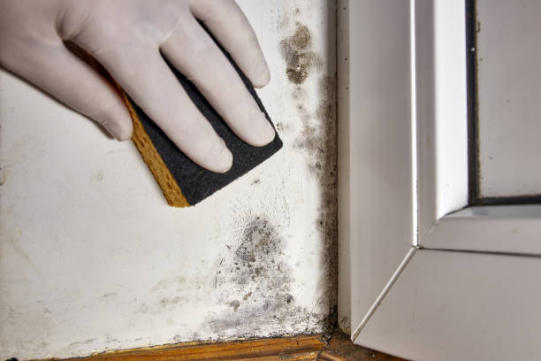 Best Industrial Mold Remediation  in Wlowbrook, IL